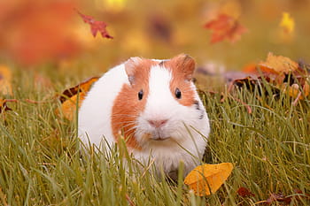 hamster, green, grass field, autumn, guinea pig, pig, pet, fall, leaves, guinea, animal