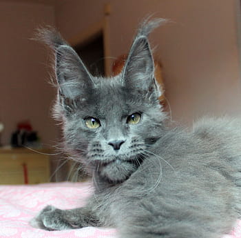 šedá, kočka, matrace, maine coon, štěně, zvířat, koťata, kotě, domácí mazlíčci, kočky, štěňata