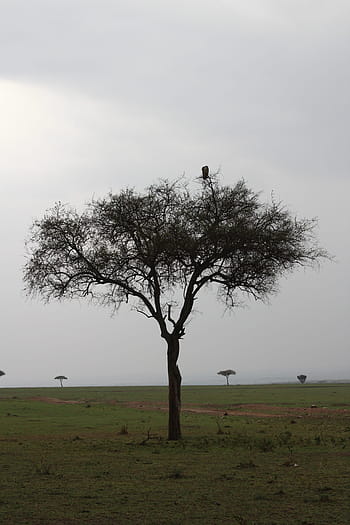 acacia, kenya, tree, africa, savana, vulture