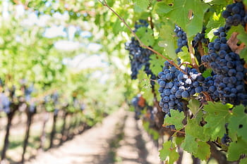 mělký, soustředit se, borůvky, fialové hrozny, vinice, napa valley, vinice napa, hrozny, révy, vinná réva, vinné hrozny