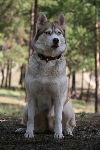 bílý, hnědý, sibiřský, chraplavý, mělký, zaostřovací fotografie, sibiřský husky, les, pes vypadá, Pes, zvířat