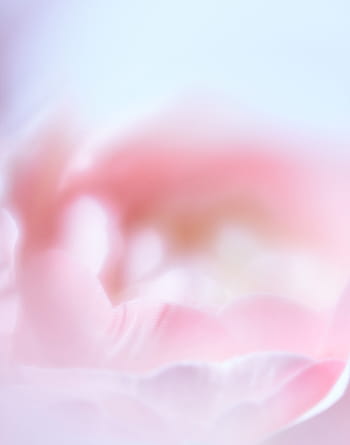 astratto, fiore, sfondo, macro, pianta, floreale, avvicinamento, botanica, biologico, rosa, defocus