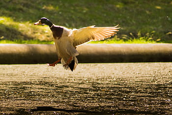 shallow, focus photo, white, bird, brown, mallard, duck, flying, near, body, water