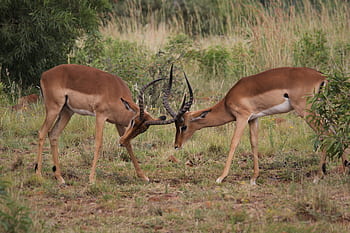 impala, red, ram, walk, horns, fight, dual, crossing, pilanesberg, game, wild