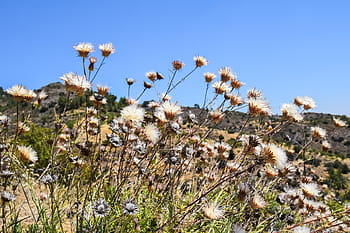 flowers, dry, summer, nature, plant, dried, yellow, flora, cyprus
