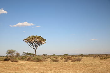 arbre, entouré, buisson, savane, la nature, Afrique, Voyage, paysage