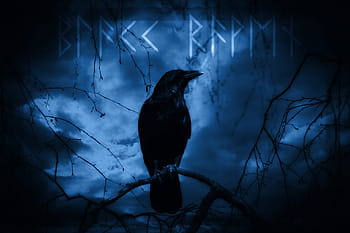 black crow illustration, raven, dark, mystical, night, moonlight, raven bird, digital art, composing