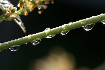 voda, kapiček, zblízka, rostlina, déšť, mokré, makro, detail, bokeh, Příroda, zelená