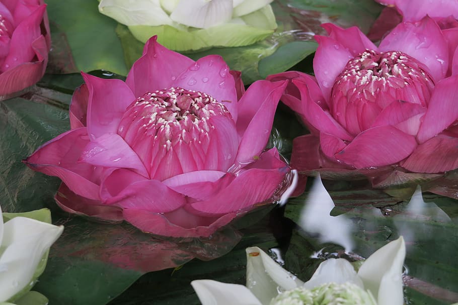 Lotus, Flower, Aquatic Plant, Zen, lotus, flower, serenity, thailand, pink color, rose - flower, petal, peony
