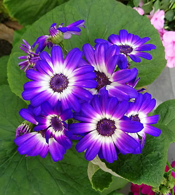 fiore, di stagione, flora, viola, giardino, Kolkata, India, natura, petalo, bellezza nella natura, testa di fiore