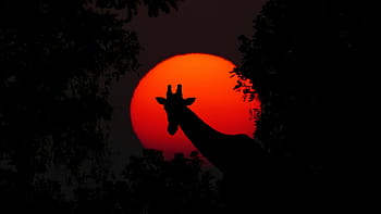 silueta žirafy, žirafa, zvíře, Afrika, západ slunce, Příroda, divočina, safari, dobrodružství, divoké zvíře, krk