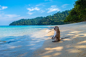 monkey, ape, monkey island, island, waters, beach, nature, travel, coast, ocean, sky