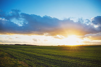 green grass field, green, grass, field, sunset, sky, clouds, rural, farm, countryside, agriculture