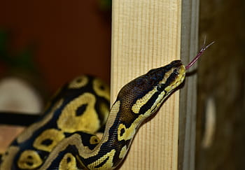 ヘビ、 パイソン、 ボールパイソン、 可愛い、 コンストリクター、 美しさ、 爬虫類、 規模、 閉じる、 python regius、 生き物
