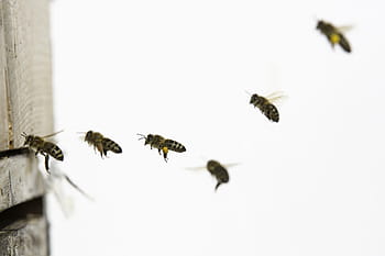 bees, flying, bee, insect, honey bee, honey, nature, beehive, beekeeping, animal, pollen