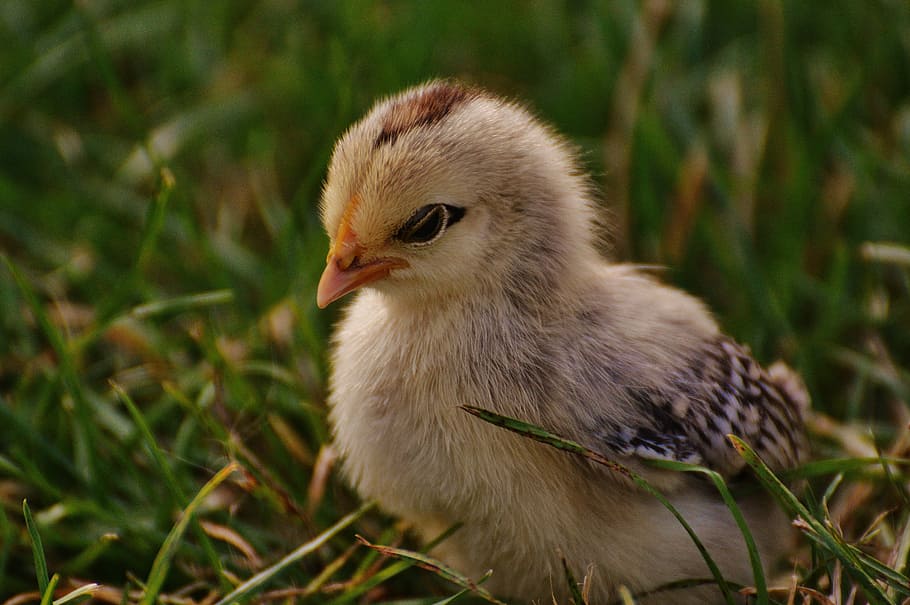 makro fotografie, žlutá, kuřátko, během dne, kuřat, roztomilý, Pírko, pták, mladý pták, jednoho zvířete, detail