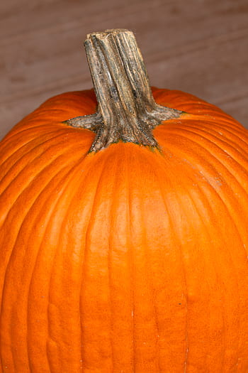 syksy, kurpitsa, pudota, sato, maatila, maa, kausiluonteinen, orgaaninen, kypsä, raaka, halloween