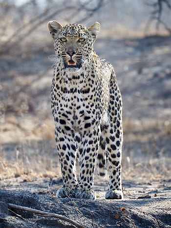 leopard, Jižní Afrika, safari, divoká kočka, divoká zvířata, živočišného světa, Afrika, velká kočka, volně žijících živočichů
