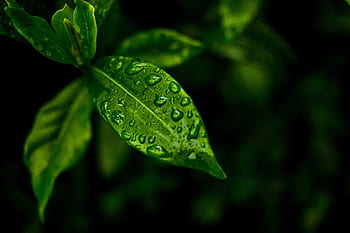 leaf, wet, surface, nature, rain, leaves, green, plant, water, drip, raindrop