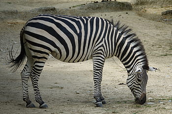 zebra eating grass, zebra, africa, safari, national park, wild animal, stripes, animal, black and white, zebra stripes, zebra crossing