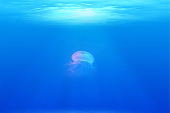 Medusa, oceano, ], sott'acqua, mare, subacqueo, nuoto, vita marina, un animale, temi animali, animali allo stato selvatico