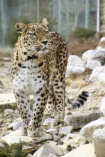 leopard, rocky, surface, daytime, persian leopard, full length portrait, portrait, close, view, face, wallpapper