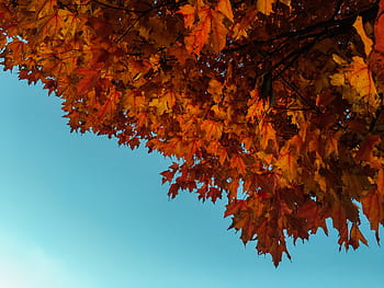 aranci, rosso, acero, albero, arancia, le foglie, autunno, natura, blu, cielo, luce del sole