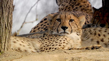 gepárd, baba gepárd, a prágai állatkert, macskaféle, acinonyx jubatus, afrikai fenevad