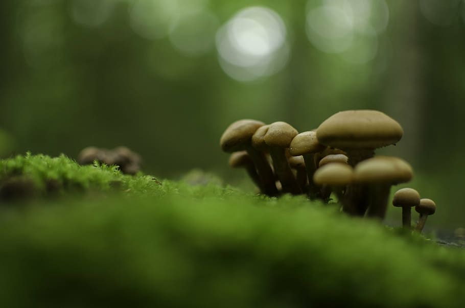 beige, mushrooms, grass, forest, autumn, litter, trunk, nature, plant, mushroom, green