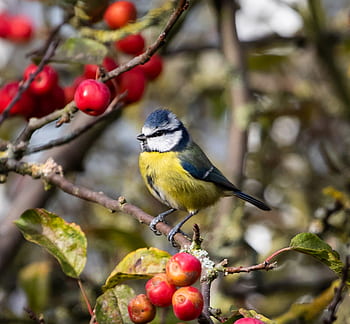 blue tit, feeding tit, tit, small bird, garden bird, garden, foraging, plumage, feed, feather, bluetit