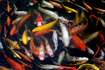 koi fish, assorted-color koi, colorful koi, koi pond, aquatic life, ornamental fish, water garden, fish photography, koi varieties, swimming koi, vibrant koi