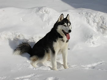 Černá, bílý, aljašský malamut, sedí, sněhové pole, během dne, Černý a bílý, sibiřský husky, Pes, sníh, terén
