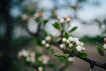 Flores, hojas, frutas, ramas, primeros planos, primer plano, flora, naturaleza, árboles, primavera, ramita