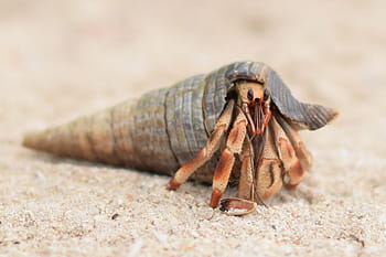 brown hermit crab, hermit crab, delete, one animal, animal themes, sand, animal wildlife, beach, animals in the wild, day, nature