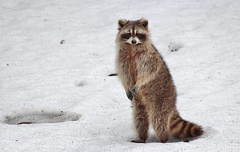 茶色、 アライグマ、 立っている、 雪、 動物、 哺乳類、 野生、 野生動物、 自然、 かわいい
