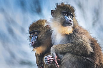 shot, mandrill monkeys, Closeup, Mandrill, Monkeys, nature, animal, animals, monkey, natural, wild