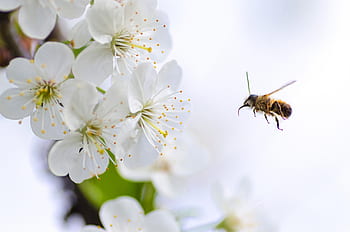 Příroda, makro, zvířat, včela, pyl, bílý, květiny, okvětní lístky, stigma