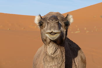 merzouga, marocký, Afrika, poušť, duny, berber, cestovat, písek, velbloud, sahara