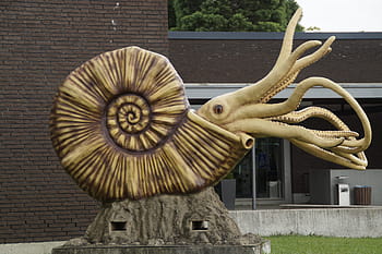 beige, black, sea creature statuette, rock, daytime, Fossil, Nautilus, Replica, ammonit, snail shell, housing