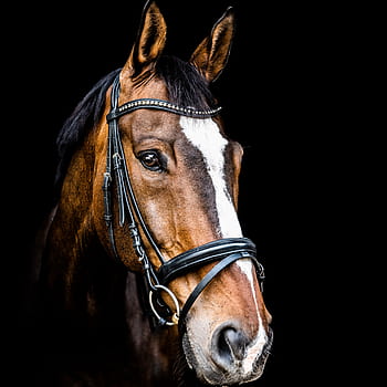 cavallo, testa di cavallo, animale, Marrone, giro, ritratto animale, narici, occhio, Attenzione