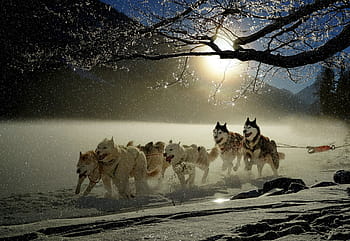 sibiřský husky, běh, zobrazit pole, během dne, psů, husky, zvíře, dostihy psů, zimní, zasněžený, závod psích spřežení