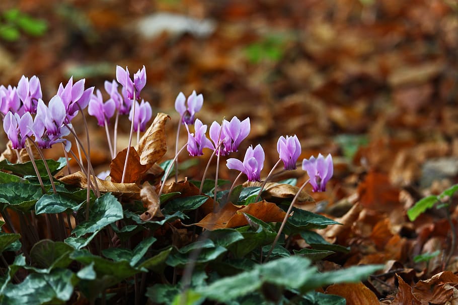 arboretum, cyklámen, fialový, Příroda, hrnkové rostliny, flóra, růžový, okrasné rostliny, dekorativní, květ, květiny