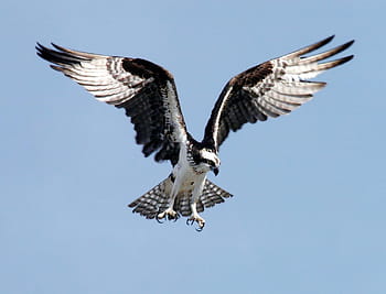 white, gray, eagle spread wings, osprey, adler, raptor, bird, pandion haliaetus, shaking, fly, spotting