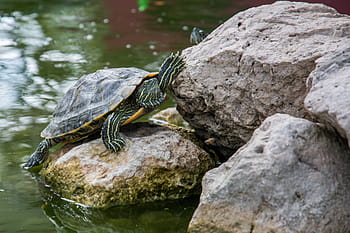 zelená, želva, umístěny, Skála, tělo, voda, hnědý, šedá, shell, zvíře, skály