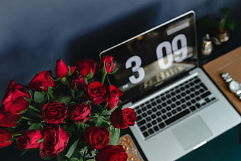 mesa de mesa de escritório, vermelho, rosas, escritório, mesa, rosas vermelhas, fêmea, flores, rosa, espaço de trabalho, local de trabalho