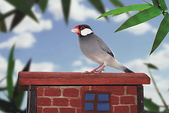 java sparrow, spurv, fugl, ave, lille fugl, tapet