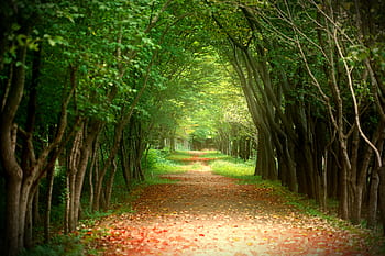 autumn, garden, nature, wood, avenue, gil, forest, landscape, scenery, background, forest road