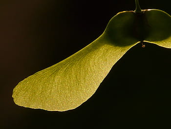 javor ovoce, javor, strom, zelená, acer platanoidy, jehly list javor, slunce, světlo, osvětlit, otáčení, sloupec ovoce