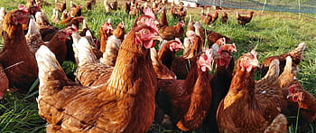 kuře, kuřat, slepice, drůbež, hospodařit, rozsah, hospodářských zvířat, zemědělství, zvíře, pták, účtovat