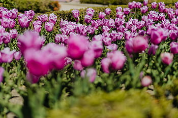 botani, taman, jardin nyata, musim semi, alam, Eropa, perjalanan, Nyata, Jardin, Botanico, Madrid